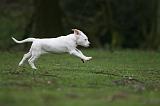 DOGUE ARGENTIN 285